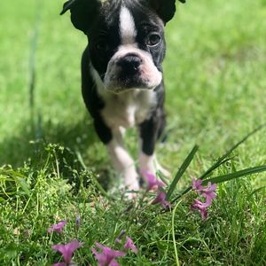 Meet your Posher, Jude